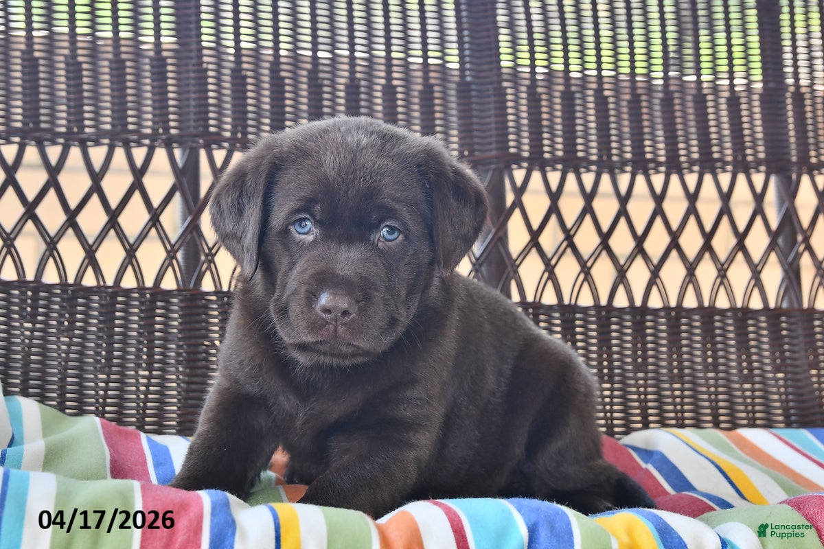 Labrador Retriever dogs Lacey - Ad 1