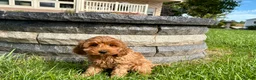 Cockapoo dogs for sale: Cockapoo female 3 - Ad 5