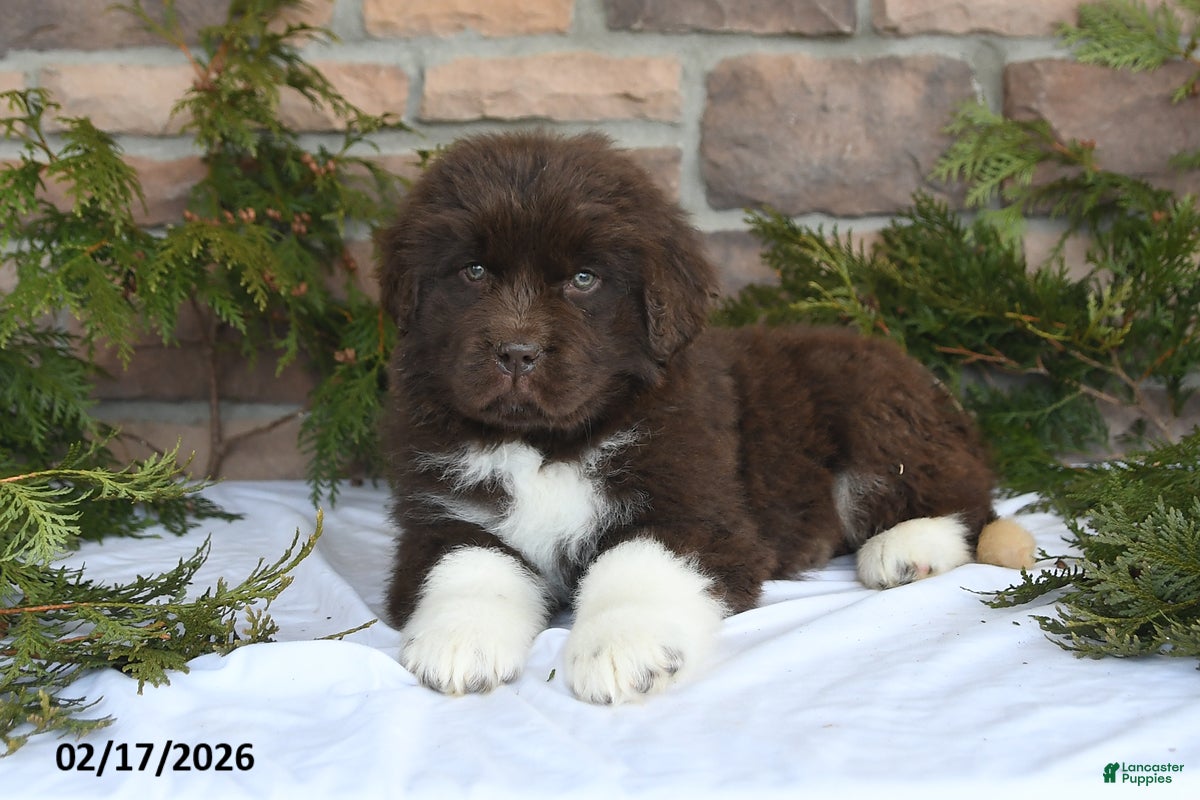 Newfoundland dogs Makenzie - Ad 2