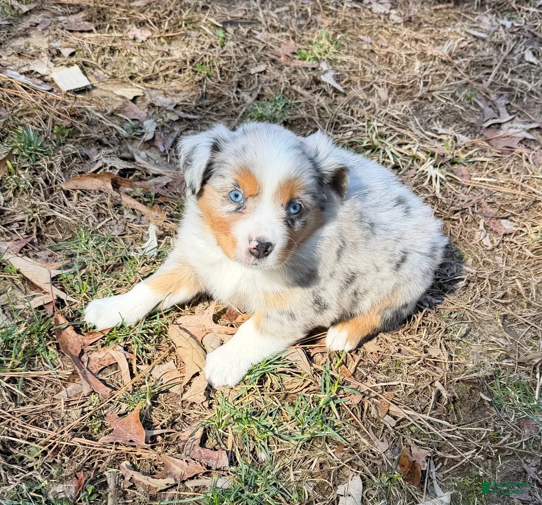 Australian Shepherd dogs for sale: Starla - Ad 8