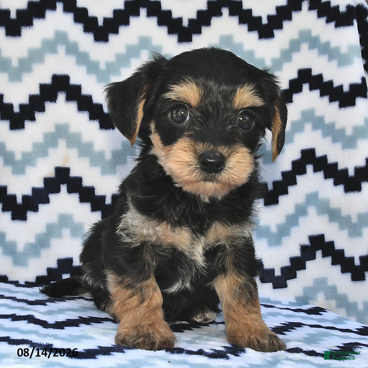 Yorkiepoo dogs Seltzer - Ad 2
