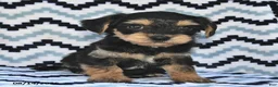 Yorkiepoo dogs for sale: Seltzer - Ad 2