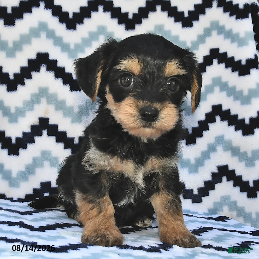 Yorkiepoo dogs for sale: Seltzer - Ad 2
