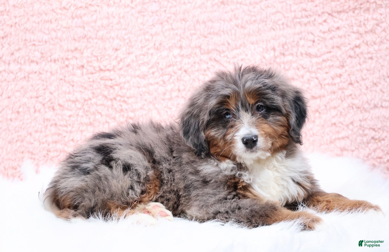 Mini Bernedoodle dogs Ellie - Ad 2