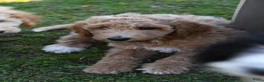 Standard Poodle 2