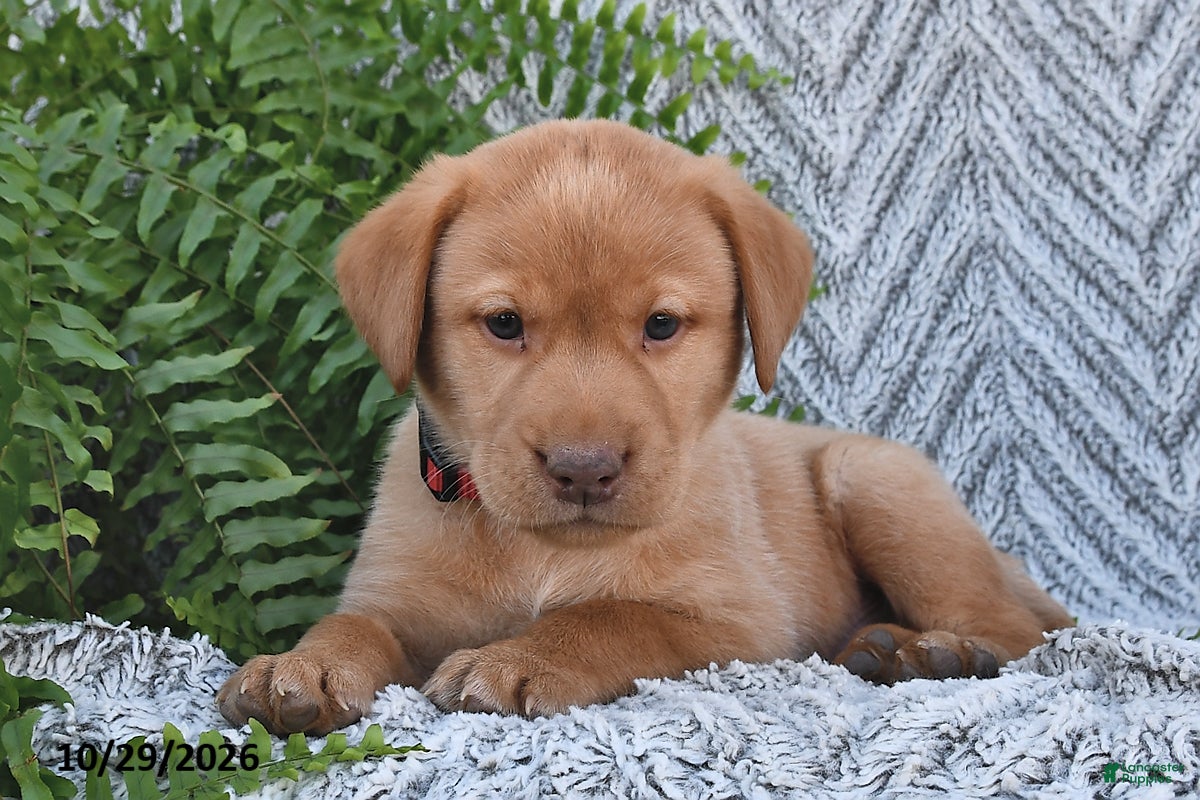 Labrador Retriever dogs for sale: Charles  - Ad 1