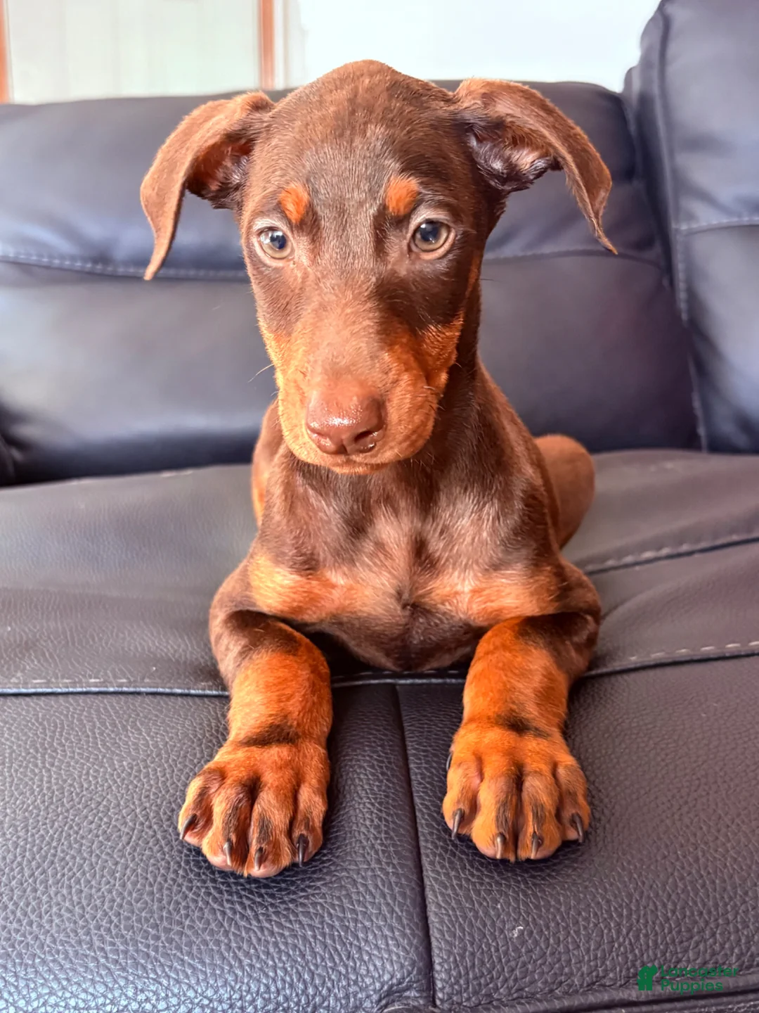 Doberman Pinscher dogs for sale: Doberman Pinscher Puppy 6 - Ad 2