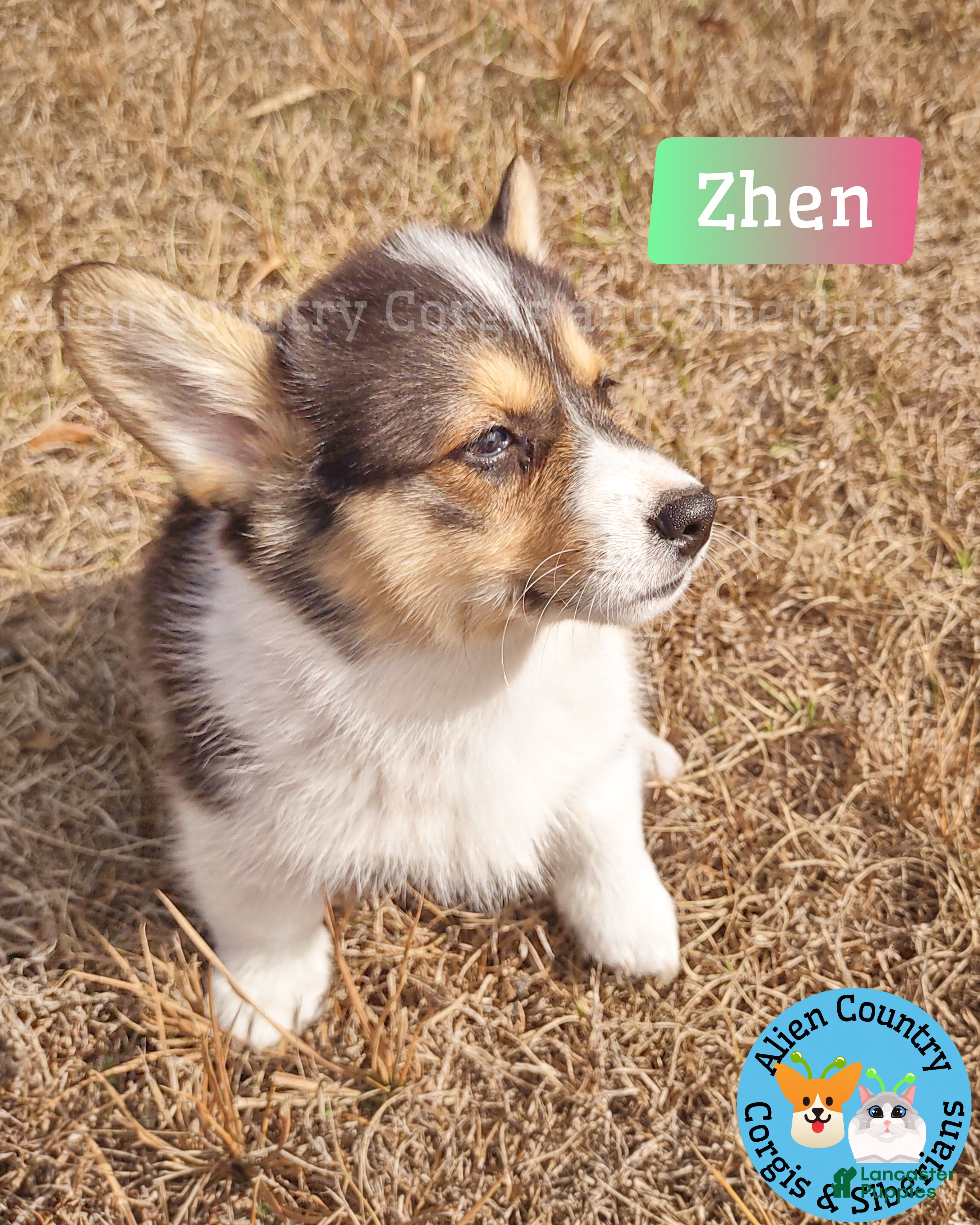 Welsh Corgi Pembroke dogs Welsh Corgi Pembroke Puppy 5 - Ad 1