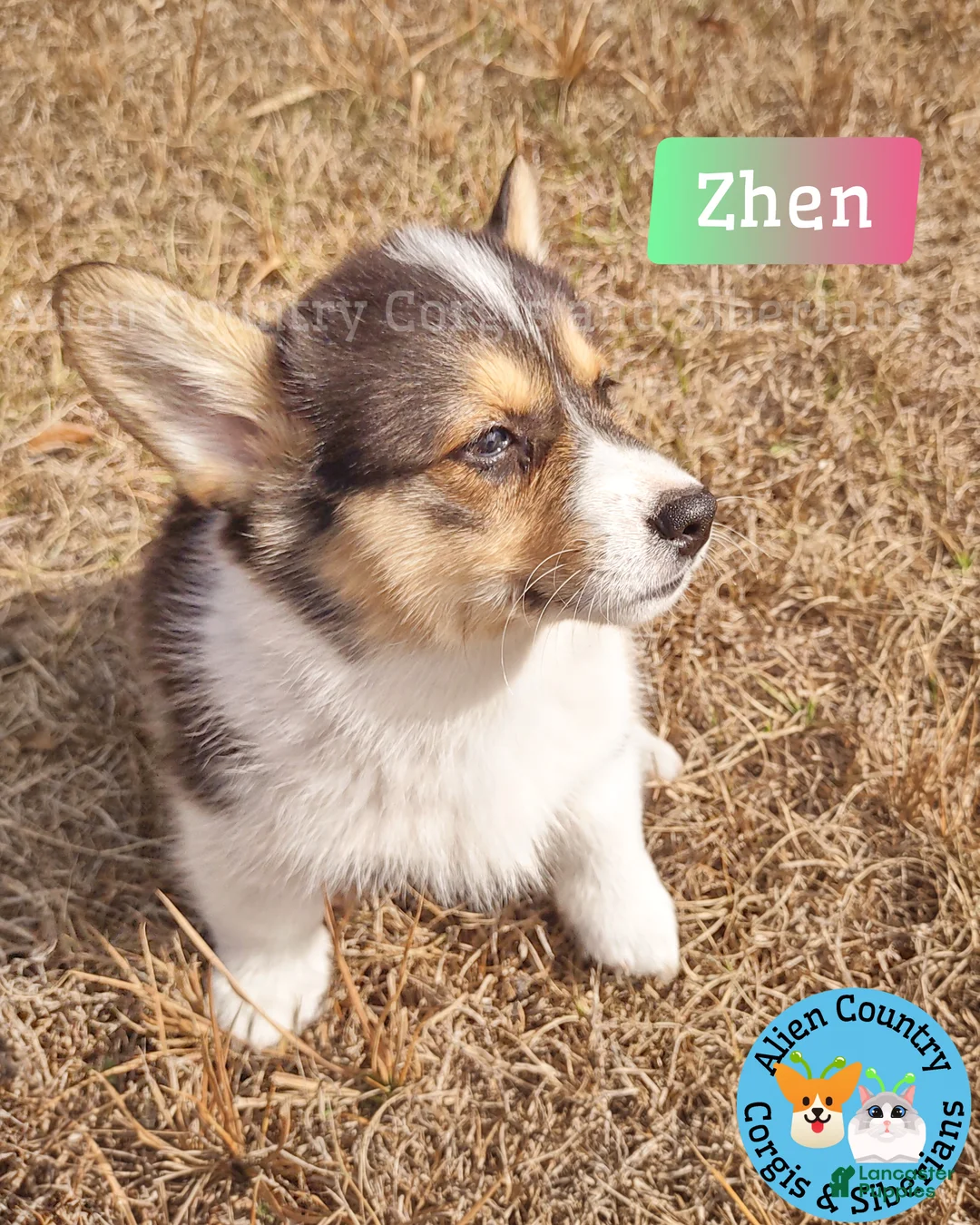 Welsh Corgi Pembroke dogs for sale: Welsh Corgi Pembroke Puppy 5 - Ad 1