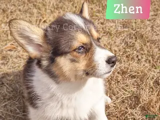 Welsh Corgi Pembroke dogs Welsh Corgi Pembroke Puppy 5 - Ad 1