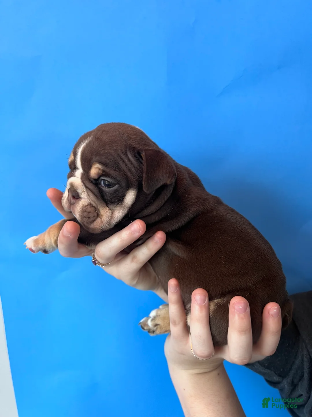 English Bulldog dogs for sale: Bucky (chocolate tri) - Ad 2