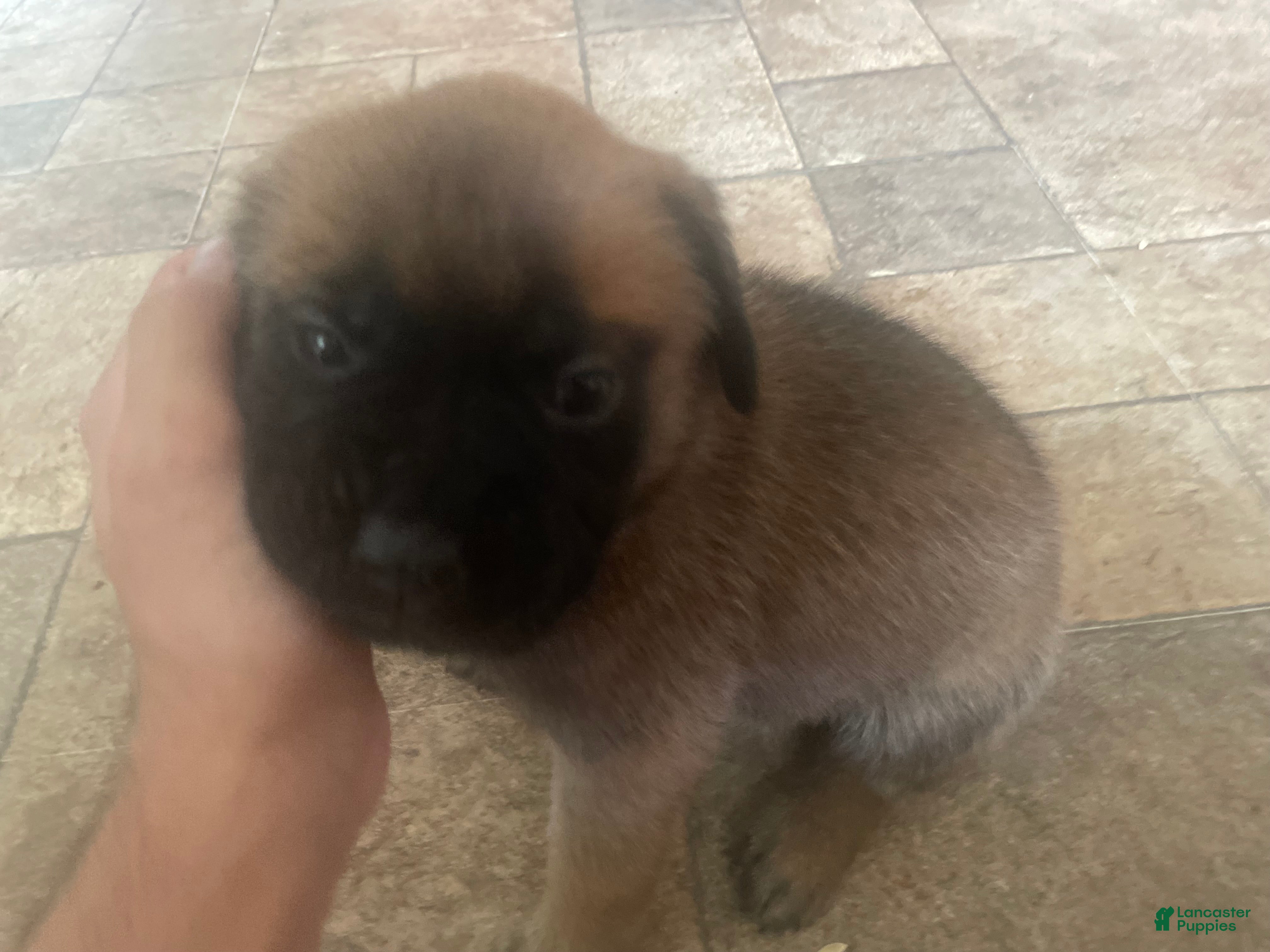 English Mastiff dogs English Mastiff 7 - Ad 35