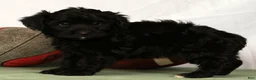 Yorkiepoo dogs for sale: Eden - Ad 8