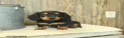 Miniature Dachshund dogs for sale: Dee   - Ad 1