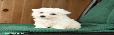 Darla