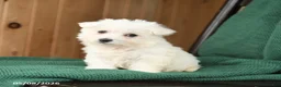Westiepoo dogs for sale: Darla - Ad 1