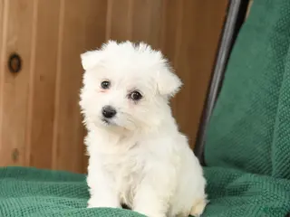 Westiepoo dogs for sale: Darla - Ad 1