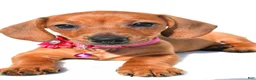 Miniature Dachshund dogs for sale: Jenny - Ad 6