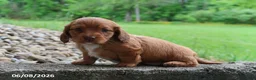 Miniature Dachshund dogs for sale: Ashley - Ad 1