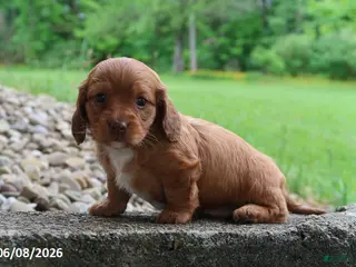 Miniature Dachshund dogs for sale: Ashley - Ad 2