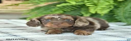 Miniature Dachshund dogs for sale: Quinn  - Ad 3