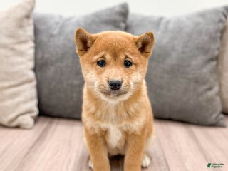 Shiba Inu dogs Molly - Ad 13