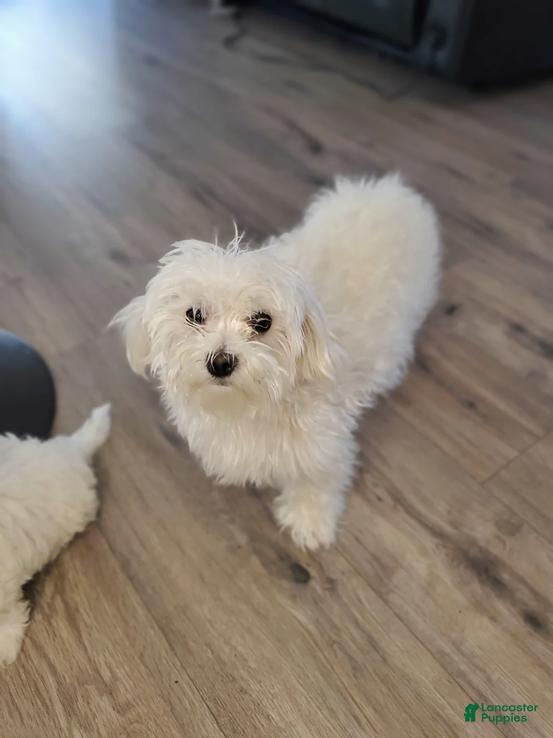 Maltese dogs for sale: 🐶 Female Maltese Puppy – Sweet, Playful & Petite - Ad 18