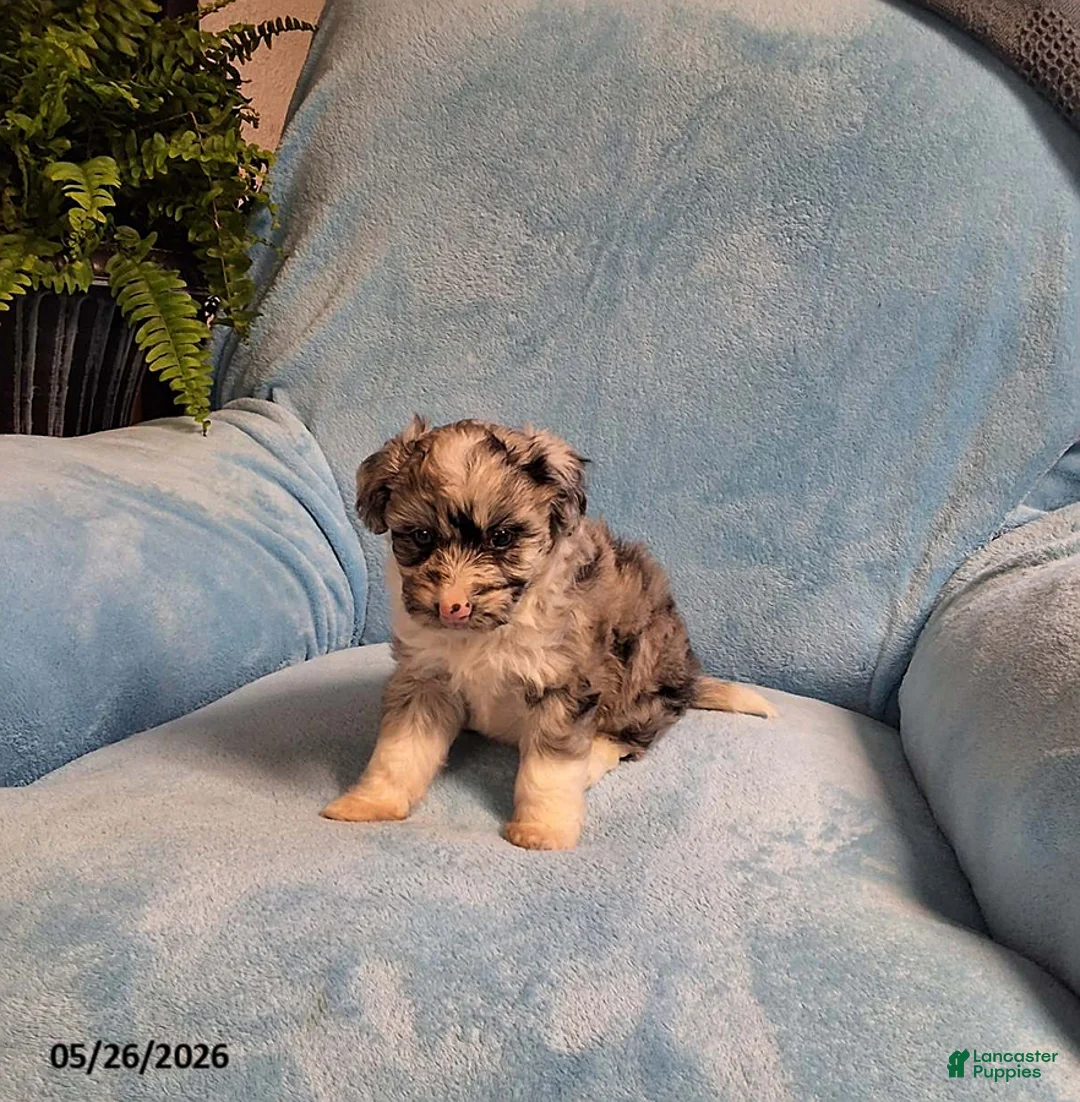 Mini Aussiedoodle dogs for sale: Banjo - Ad 1