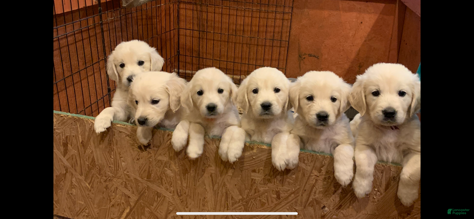 Golden Retriever dogs Pink collared female  - Ad 34