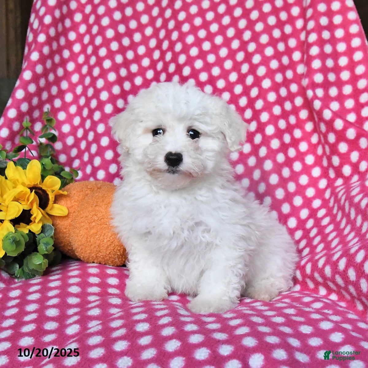 Maltipoo dogs Pumpkin - Ad 11