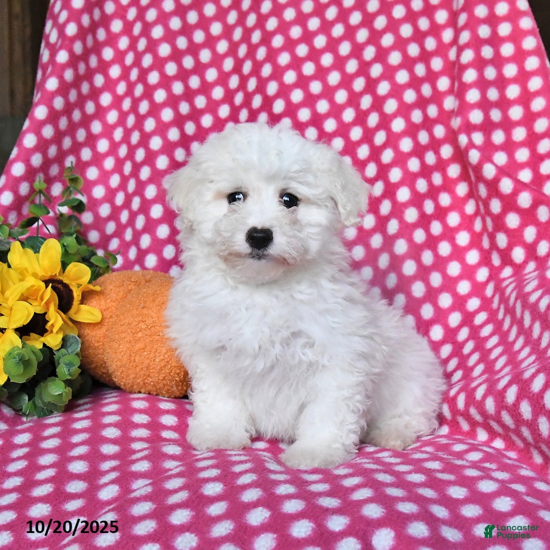 Maltipoo dogs for sale: Pumpkin - Ad 1