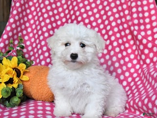 Maltipoo dogs Pumpkin - Ad 40