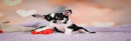 Chihuahua dogs for sale: MAPLE - Ad 9