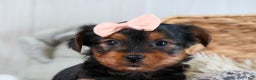 Yorkshire Terrier dogs for sale: COCO - Ad 16