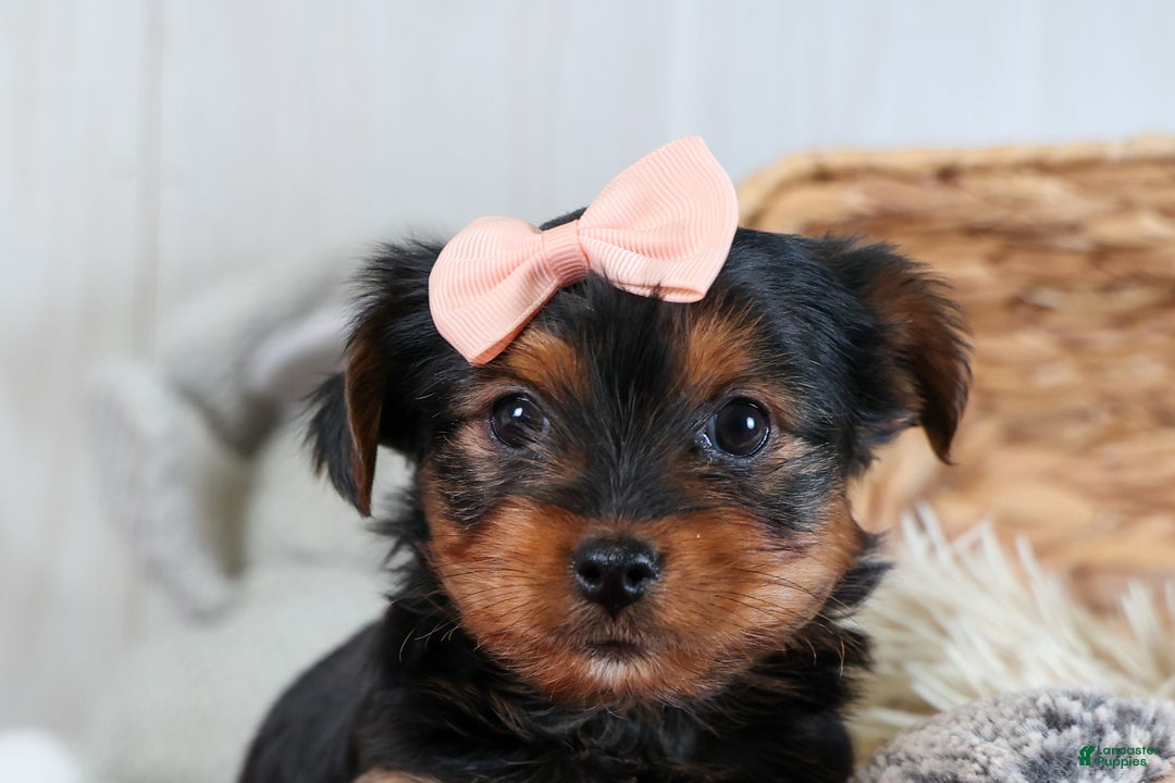 Yorkshire Terrier dogs for sale: COCO - Ad 16
