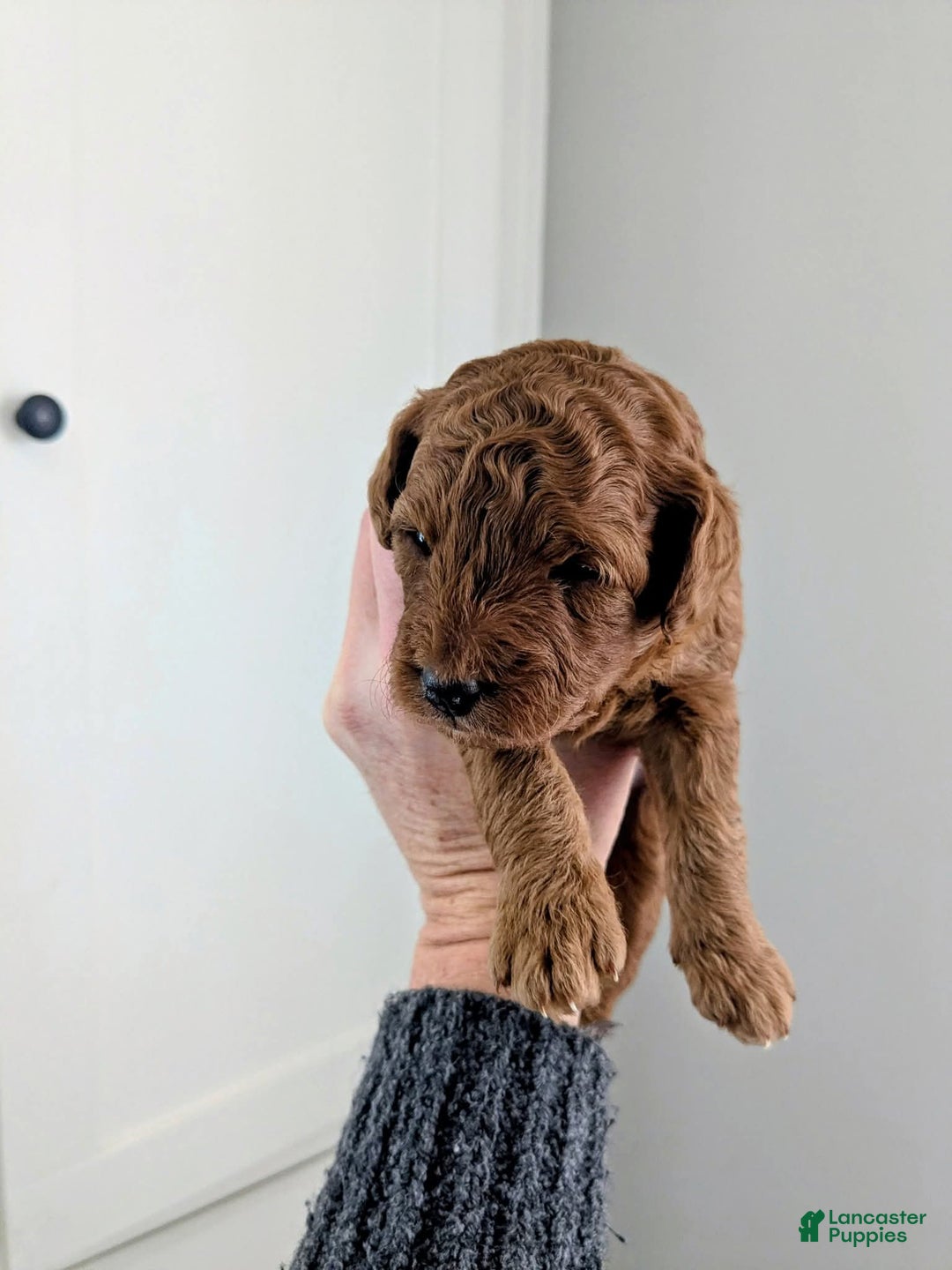 Mixed Breed dogs for sale: Golden Mountain Doodle Puppy 2 - Ad 3