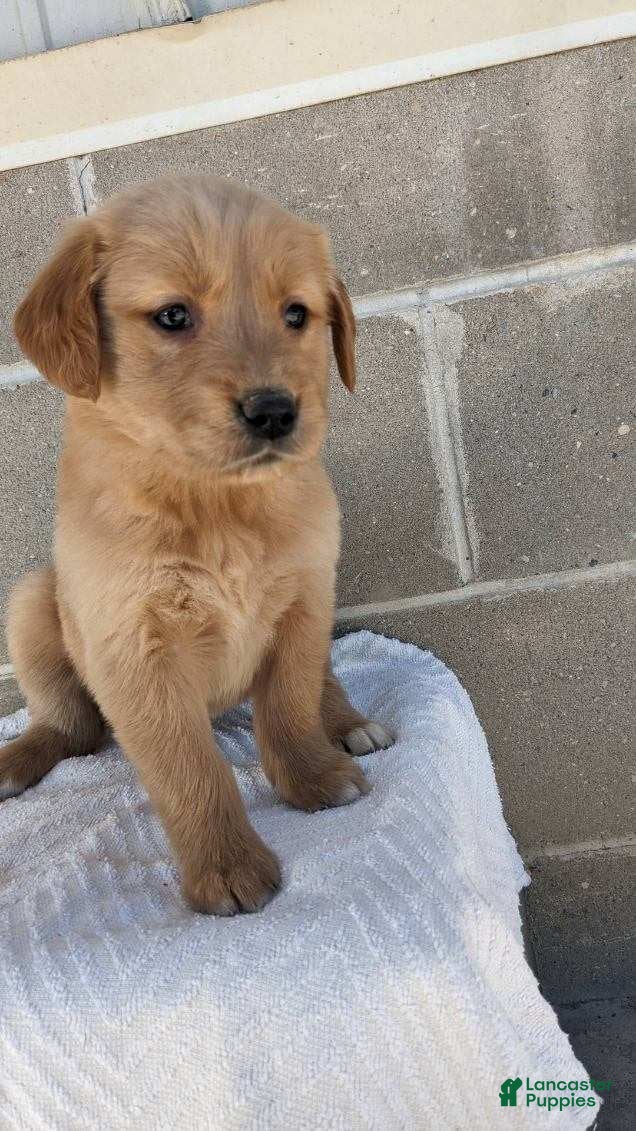 Golden Retriever dogs shelly - Ad 27