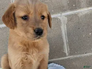 Golden Retriever dogs shelly - Ad 32