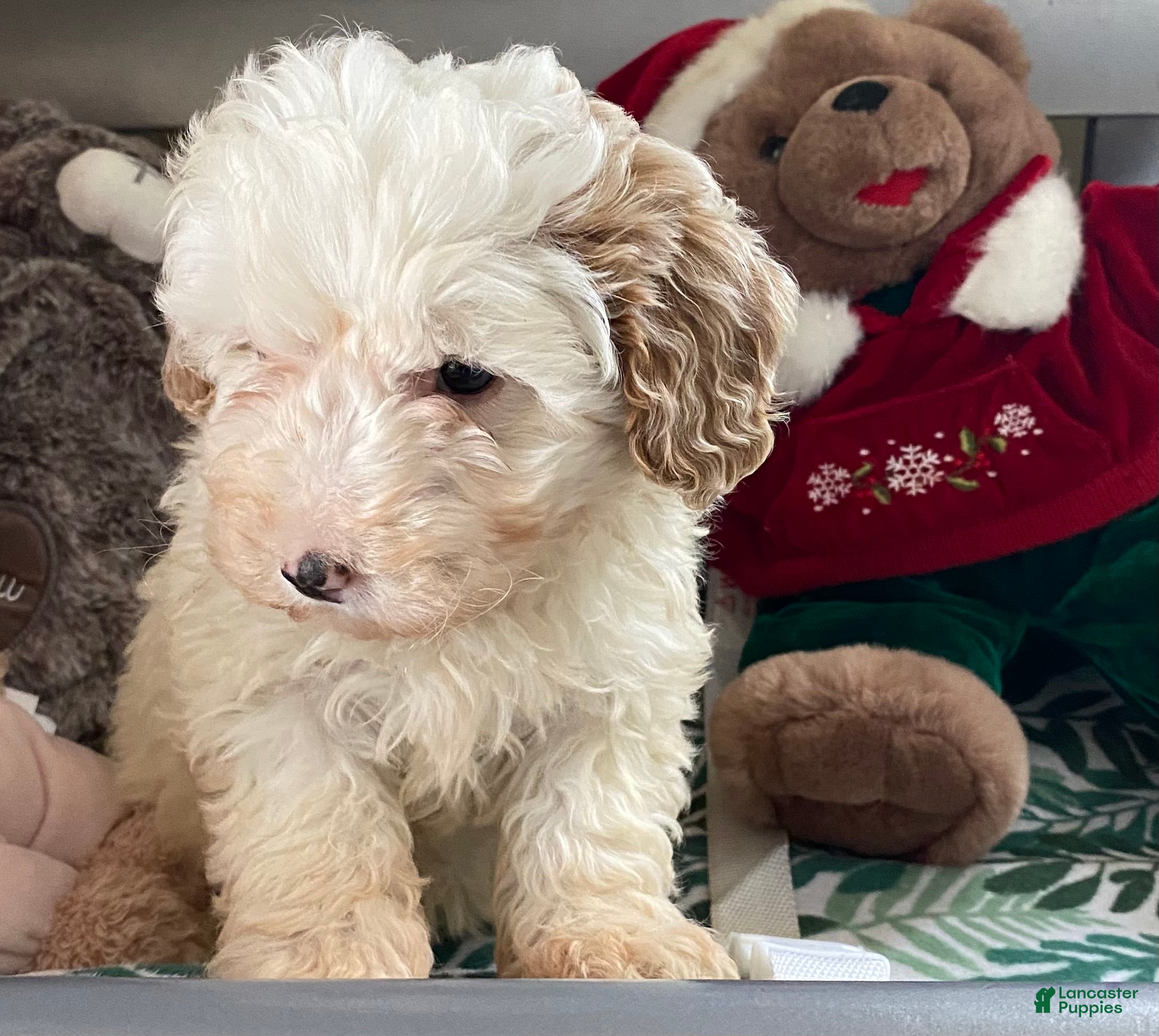 Mixed Breed dogs Mixed Breed Puppy 1 - Ad 13