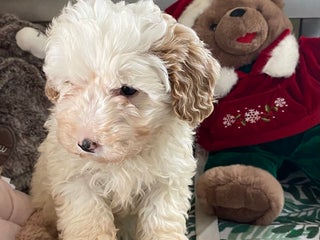 Mixed Breed dogs Mixed Breed Puppy 1 - Ad 13