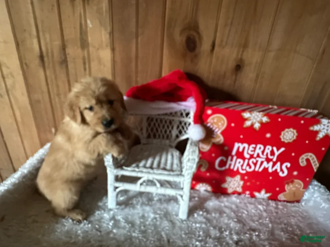 Golden Retriever dogs Ms. Merry - Ad 13