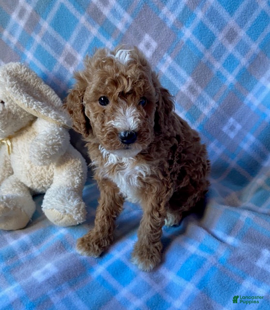 Mini Goldendoodle dogs for sale: Chief - Ad 4