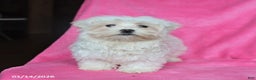 Maltese dogs for sale: Princess - Ad 4