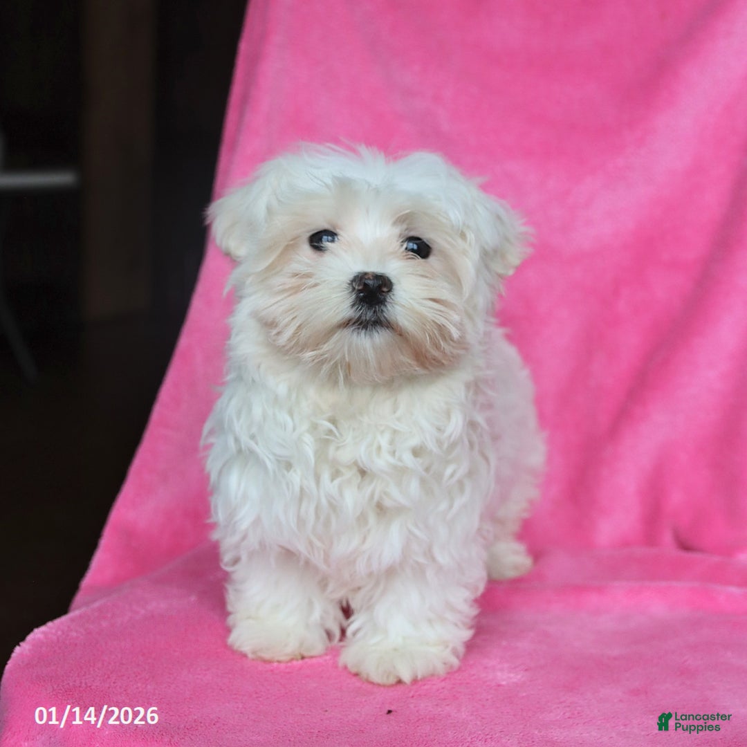 Maltese dogs for sale: Princess - Ad 4