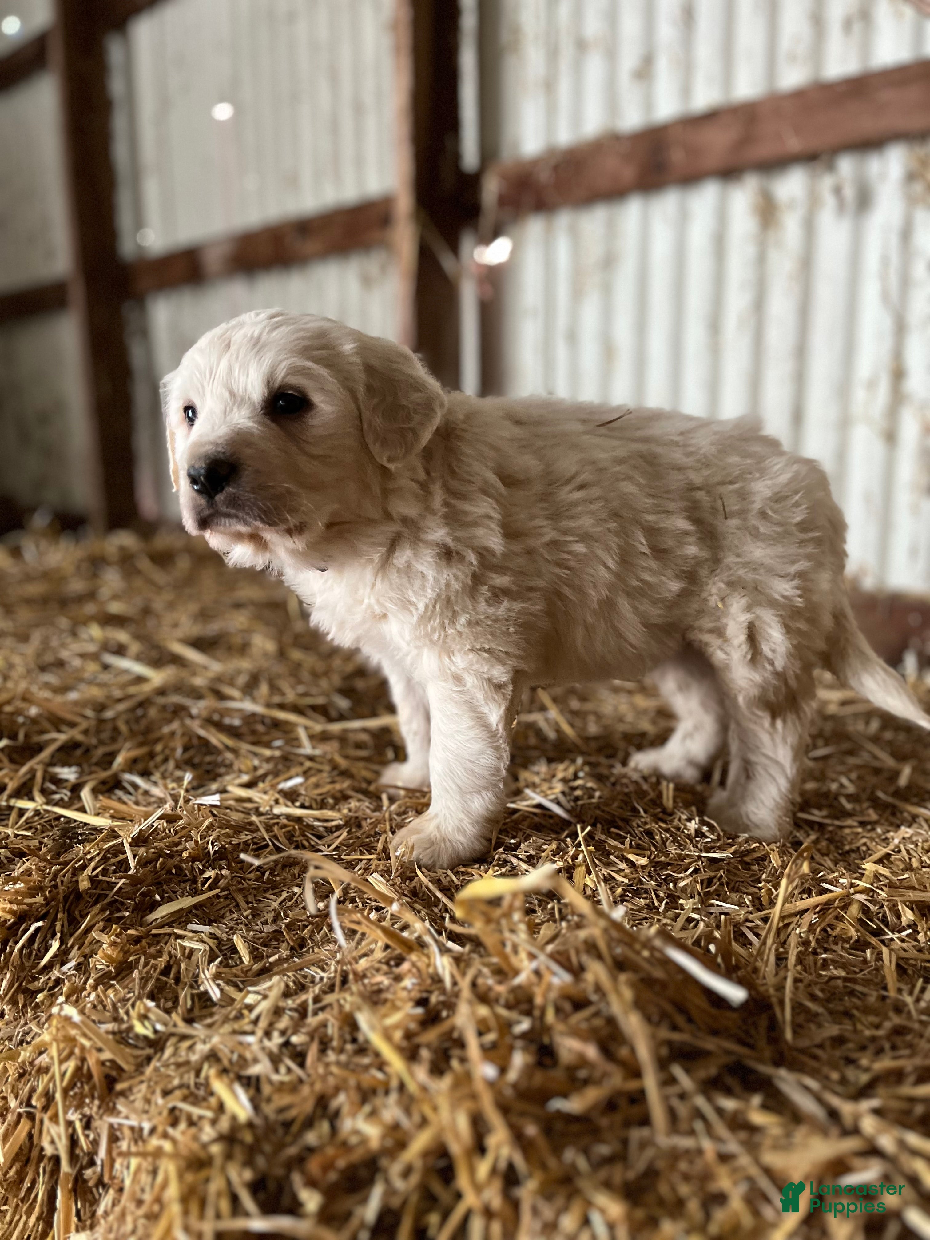 Great Pyrenees dogs Solanus - Ad 2