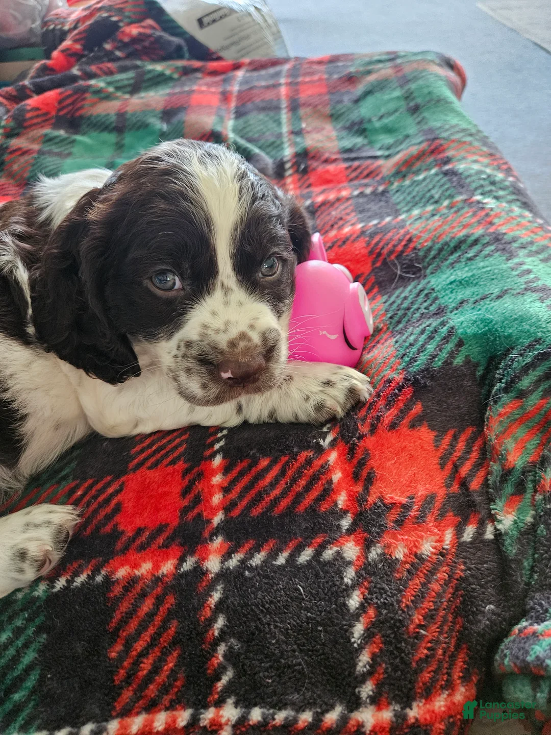 English Springer Spaniel dogs for sale: Peanut - Ad 1