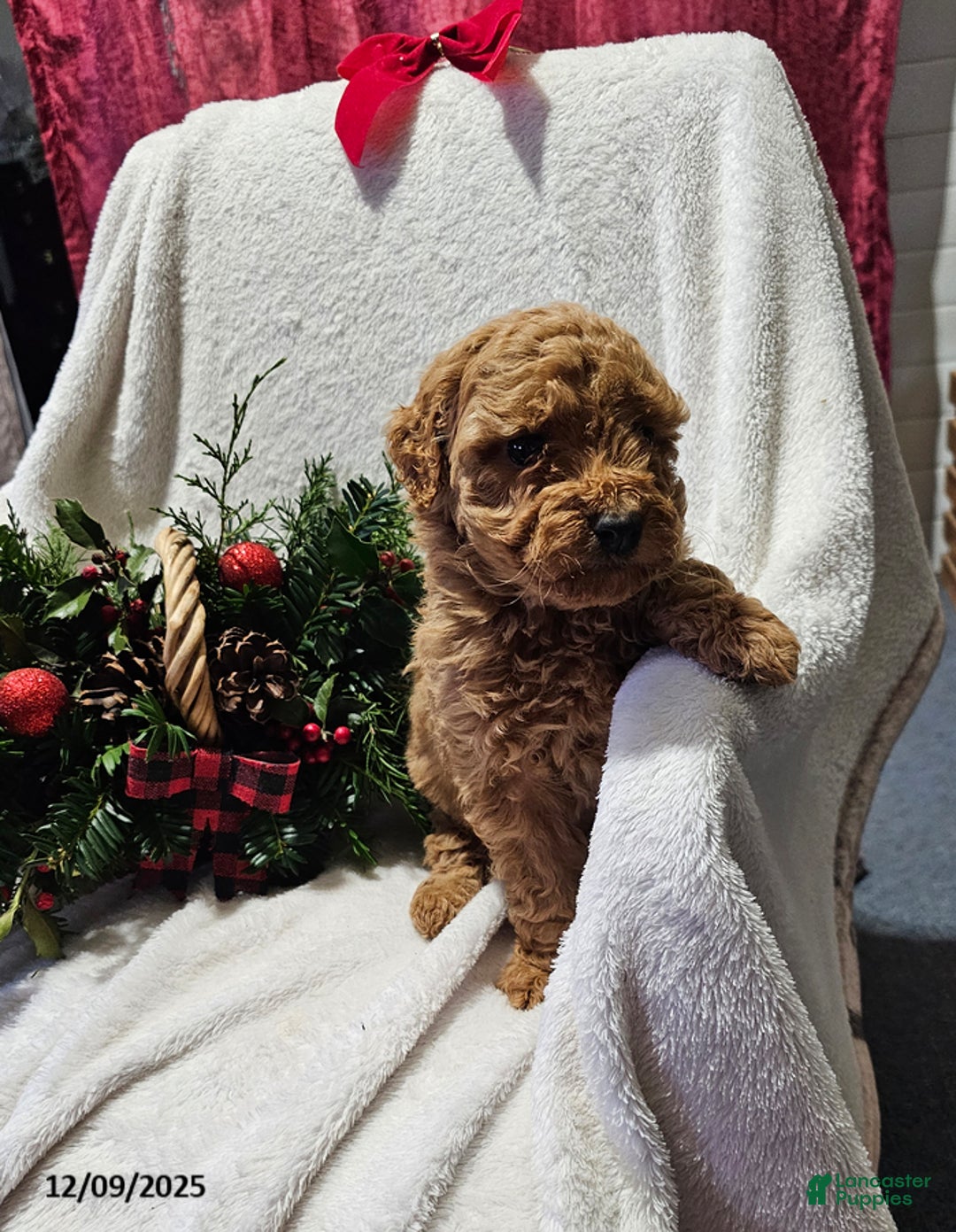 Havapoo dogs for sale: Sam - Ad 3