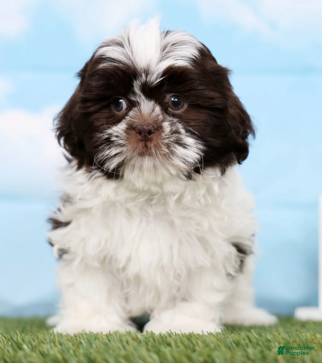 Shih Tzu dogs for sale: Salem - Ad 3