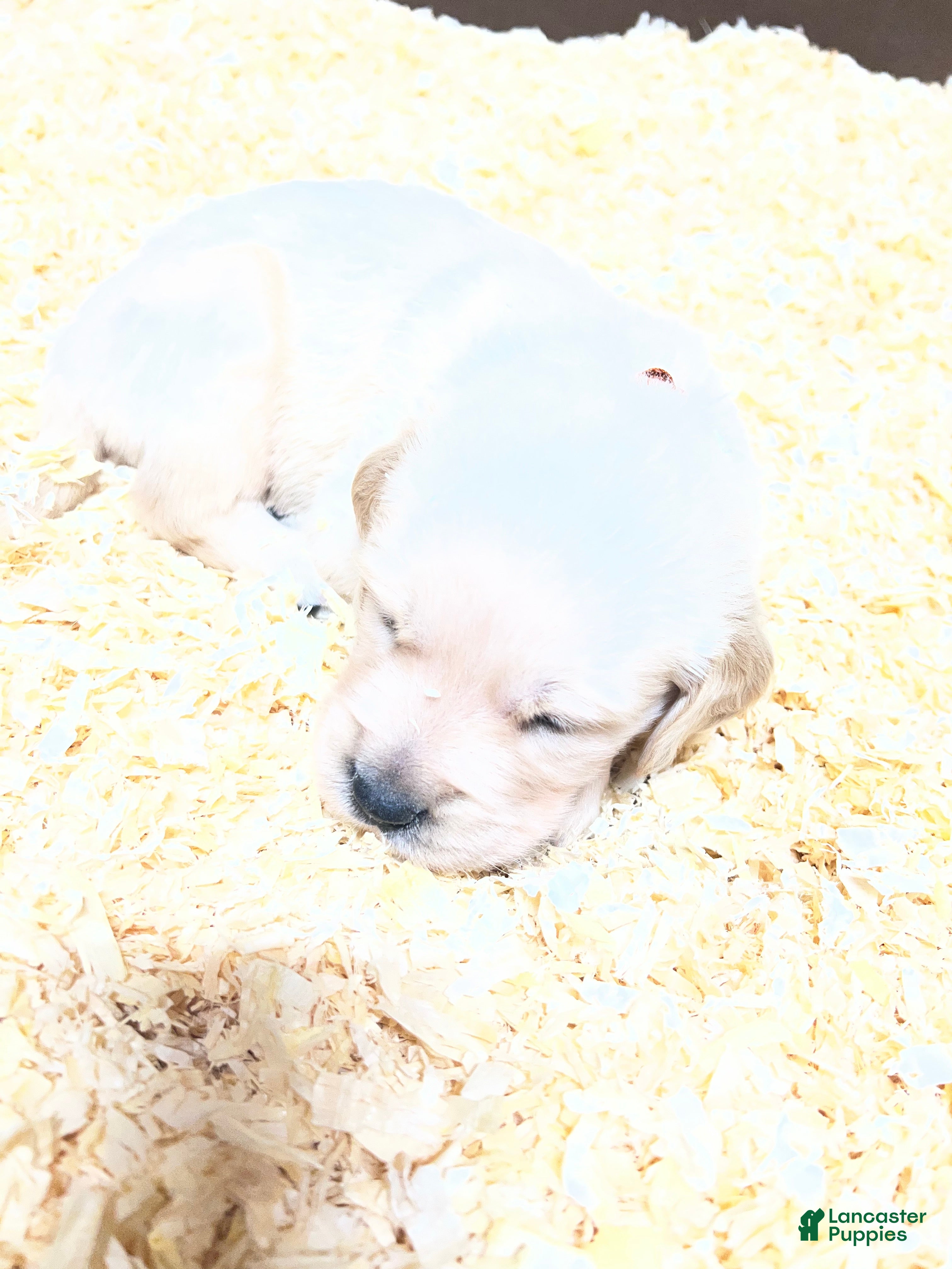 Golden Retriever dogs Brown - Ad 1