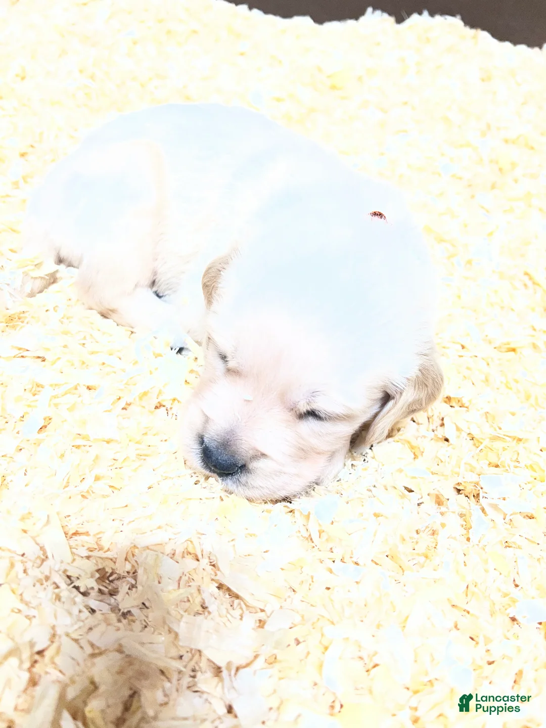 Golden Retriever dogs for sale: Brown - Ad 1